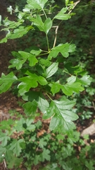 Crataegus monogyna
