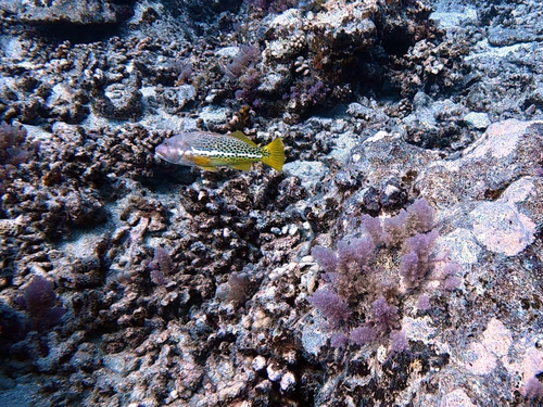 Paracirrhites hemistictus observed 2026-10-01