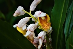 Alpinia hainanensis
