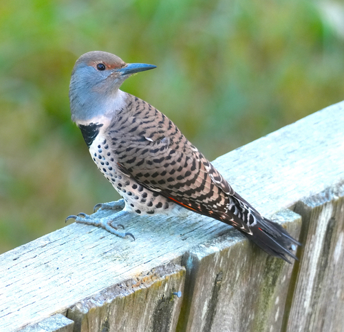 Northern Flicker