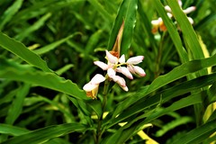 Alpinia hainanensis