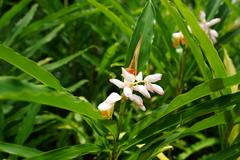 Alpinia hainanensis