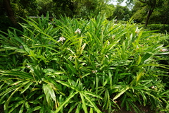 Alpinia hainanensis