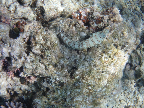Parapercis millepunctata observed 2026-09-18