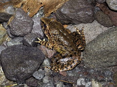 Limnonectes macrodon