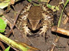 Limnonectes macrodon