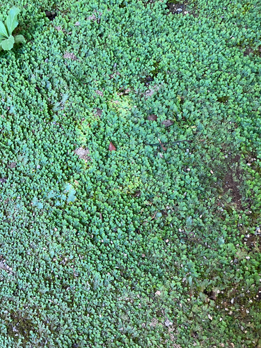 Sandea japonica observed 2026-10-08