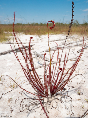 Drosera floridana