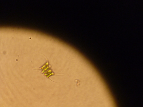 Desmodesmus communis