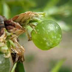 Dryocosmus quercuspalustris