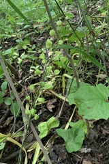 Smilax ecirrhata