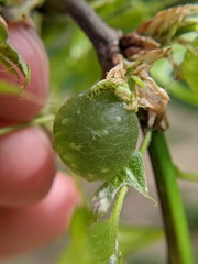 Dryocosmus quercuspalustris