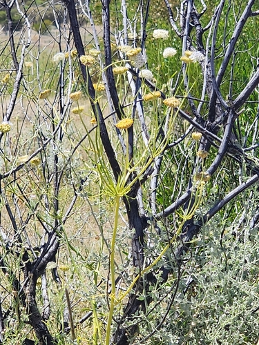 Trachymene glaucifolia, 2026-10-08
