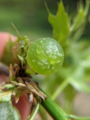 Dryocosmus quercuspalustris