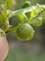 Dryocosmus quercuspalustris