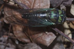 Neotibicen lyricen virescens