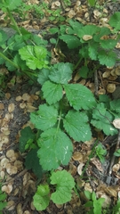 Geum urbanum