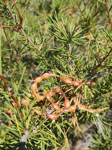 Acacia tetragonophylla, 2026-10-08