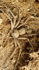 Sicarius thomisoides