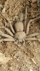 Sicarius thomisoides