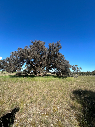 Eucalyptus baueriana, 2026-10-08