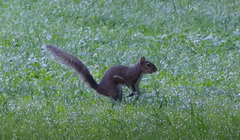 Sciurus carolinensis