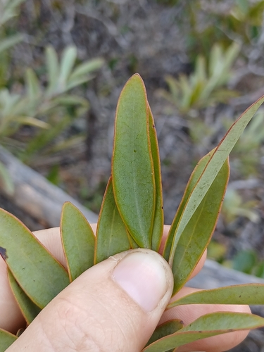 Santalum austrocaledonicum observed 2026-10-08