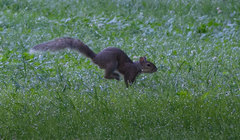 Sciurus carolinensis