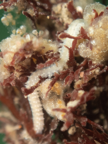 Platynereis observed 2026-10-06