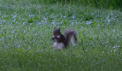 Sciurus carolinensis