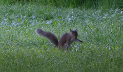 Sciurus carolinensis