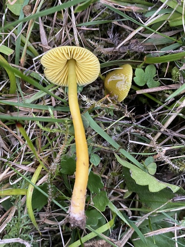Parrot Mushroom