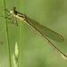 Lestes virens virens - Photo (c) Simon, some rights reserved (CC BY), uploaded by Simon