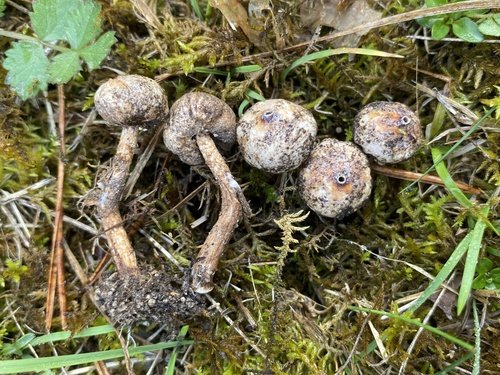 Winter Stalk-puffball