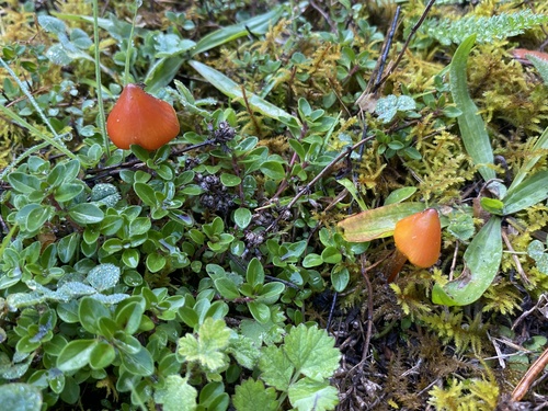 Witch's Hat