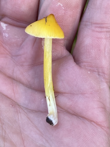 Persistent Waxcap