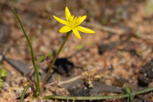 Pauridia glabella, 2026-09-11