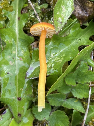 Limestone Waxcap