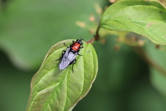 Clitellaria ephippium