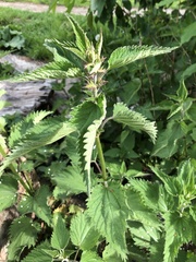 Urtica dioica dioica