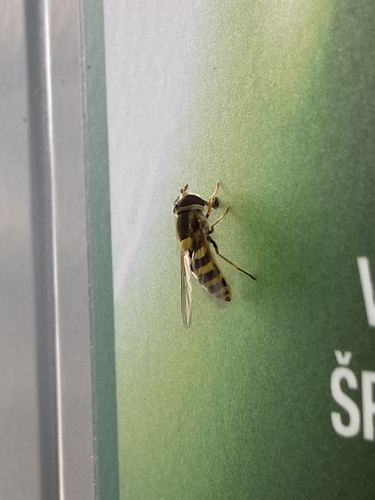 Common Flower Flies