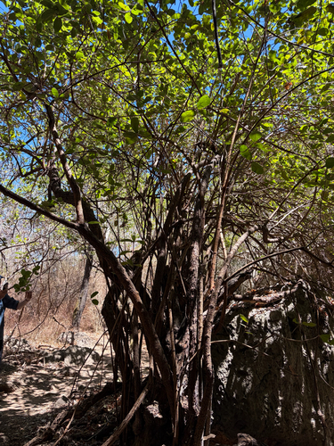 Ficus opposita observed 2026-10-06
