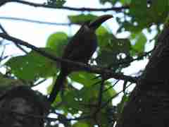 Aulacorhynchus prasinus