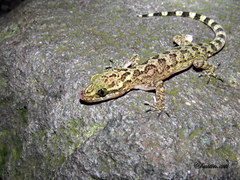 Cyrtodactylus marmoratus