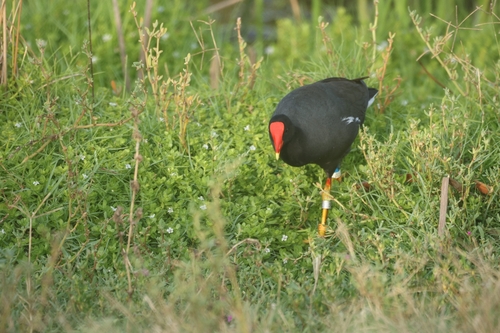 Gallinula chloropus observed 2026-10-07
