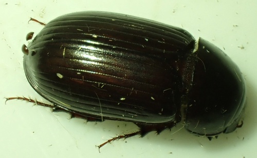 Night-flying Dung Beetle, Graafland, Groot-Ammers, South Holland, NL, photo 9 of 10