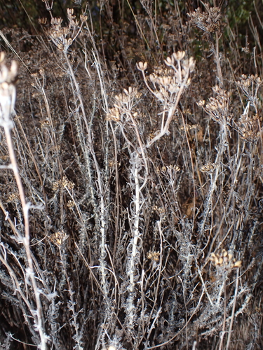 Eriophyllum confertiflorum, 2026-10-07