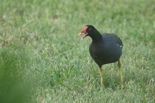Gallinula chloropus observed 2026-10-07