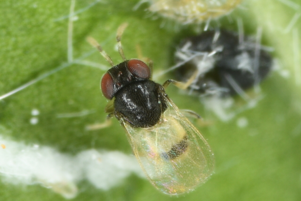 Idioporus affinis