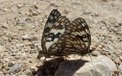 Melanargia occitanica